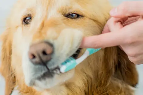 Złoty retriever dostaje czyszczenie zębów. Dobra higiena jamy ustnej to klucz do zdrowia, więc jaka pasta do zębów dla psa jest najlepsza?