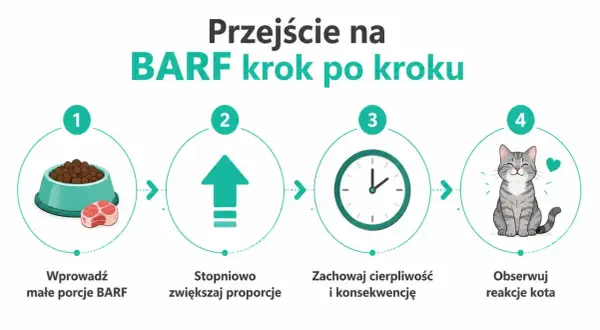 Przejście na BARF krok po kroku: małe porcje, stopniowe zwiększanie, cierpliwość i obserwacja reakcji kota.