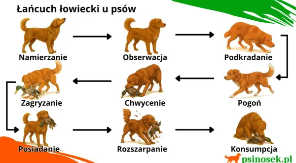 Cykl instynkt łowiecki u psa: namierzanie, obserwacja, podkradanie, pogoń, chwycenie, zagryzanie, rozszarpanie, posiadanie i konsumpcja.