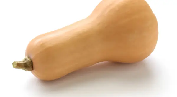 Pomarańczowa dynia typu butternut na białym tle. Czy można jeść surową dynię? Tak, niektóre odmiany, jak ta, są jadalne na surowo.