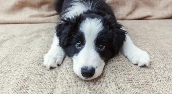 Uroczy szczeniak rasy Border Collie leży na kanapie. Szukasz inspiracji na angielskie imiona dla zwierząt?