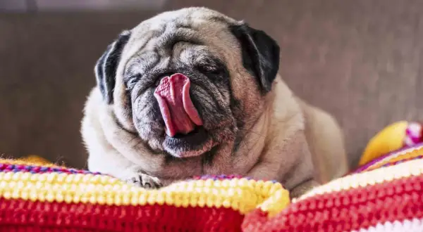 Mops z wywiniętym językiem, leżący na kolorowym kocu. Czy to pytanie "dlaczego pies liże odbyt" go tak rozbawiło?