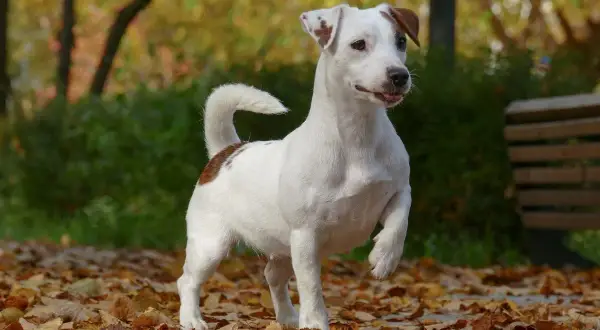 Radosny piesek jack russell terrier podnosi przednią łapę, gotowy do zabawy wśród jesiennych liści.