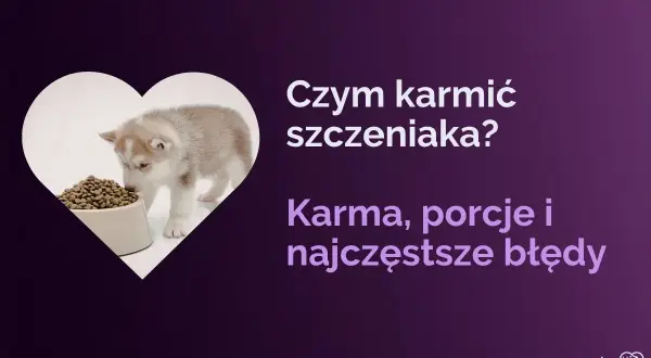 Uroczy szczeniak husky wącha miskę z karmą. Dowiedz się, jak karmić szczeniaka, jakie porcje podawać i jakich błędów unikać.
