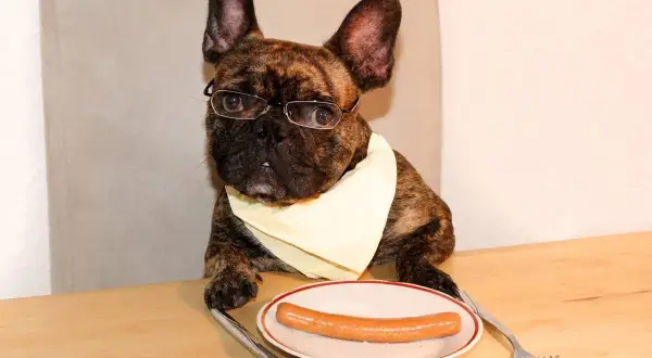 Inteligentny buldog francuski w okularach i śliniaczku zastanawia się, czy pies może jeść parówki, siedząc przy stole z parówką na talerzu.