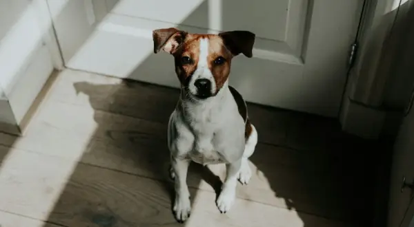 Siedzący piesek rasy Jack Russell Terrier, z uwagą wpatrujący się w obiektyw. Słońce rzuca na niego ciekawe cienie, podkreślając jego sylwetkę i sugerując przełomy behawioralne u psa.