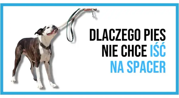 Pies się zapiera i nie chce iść na spacer, trzymając smycz w pysku.