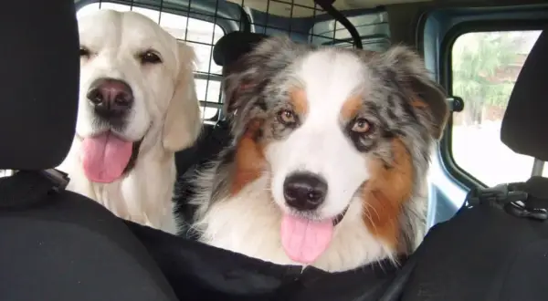 Dwa psy w samochodzie, jeden golden retriever, drugi owczarek australijski. Pies boi się jeździć autem, ale towarzystwo przyjaciela dodaje mu otuchy.