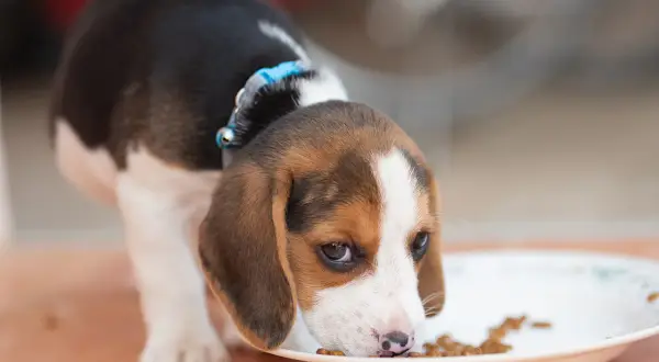 Słodki szczeniak beagle zajada się karmą. Czy beagle śmierdzą? Ten maluch na pewno nie!