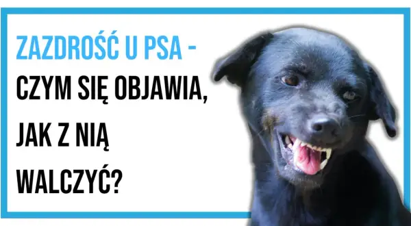 Czarny pies warczy, pokazując zęby. Tekst na obrazku: "Zazdrość u psa - czym się objawia, jak z nią walczyć?".