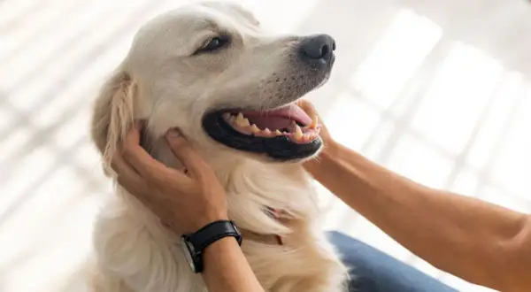 Złoty retriever zadowolony z pieszczot pod brodą i za uszami – to miejsca, gdzie psy lubią być głaskane.