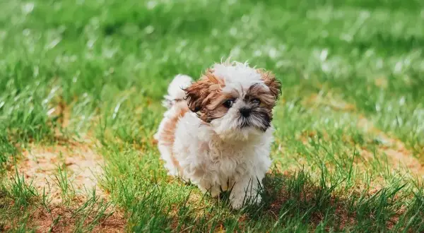 Uroczy szczeniak Shih Tzu na zielonej trawie. Zastanawiasz się, czy pies może pić herbatę? Ten maluch na pewno by się skusił!