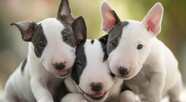 Trzy urocze szczenięta bull terrier, które mimo opinii o groźnych rasach psów, wyglądają na bardzo przyjazne i rozbrykane.