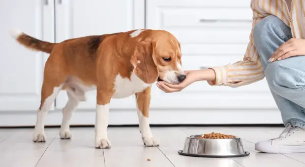 Beagle je z miski z karmą, a człowiek podaje mu smakołyk z ręki. Czy psy mogą jeść kabanosy? To pytanie nurtuje wielu właścicieli.