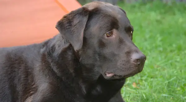 Ciemnobrązowy labrador leży na trawie. Czy labradory są agresywne? Ten łagodny piesek z pewnością zaprzecza tej tezie.