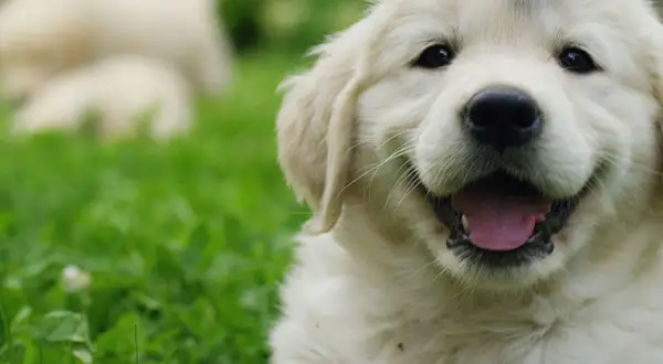 Uśmiechnięty szczeniak golden retriever, idealny kandydat na imię dla pieska.