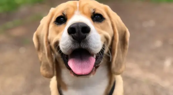 Uśmiechnięty beagle z wystawionym językiem. Szukasz imiona dla psa na F? Może Fafik, Fido, Fuks?
