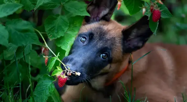 Szczeniak belgijskiego owczarka malinois próbuje maliny prosto z krzaka. Czy pies może jeść maliny? Ten maluch zdaje się być zachwycony!