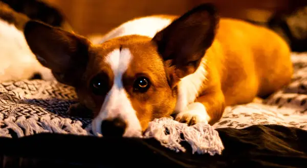 Smutny corgi leży na kocu, tęskniąc za swoją karmą wataha.