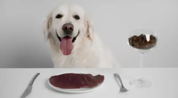 Uśmiechnięty pies czeka na posiłek. Na stole talerz z surowym mięsem i kieliszek z karmą. Czy pies może jeść surowe mięso?