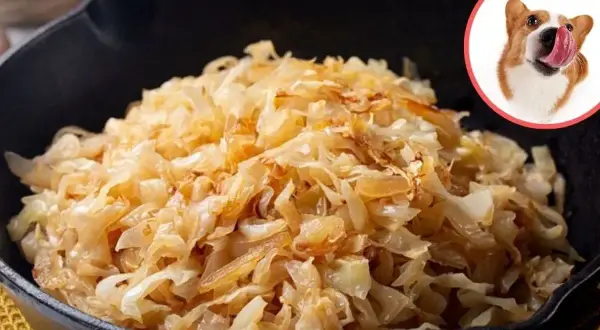 Czy pies może jeść bigos? Na zdjęciu bigos w garnku i piesek z językiem na wierzchu, jakby chciał spróbować.