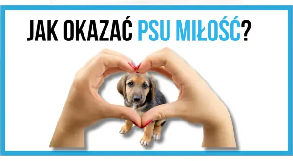 Słodki szczeniak w sercu z dłoni. Czy pies lubi jak się go całuje? Dowiedz się, jak okazywać mu miłość.