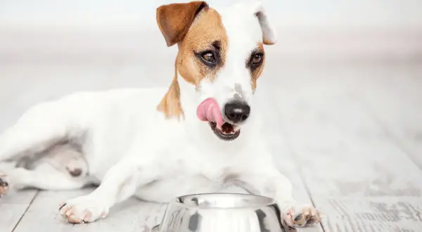 Jack Russell terrier oblizuje pyszczek, czekając na swoją ulubioną suchą lub mokrą karmę dla psa.