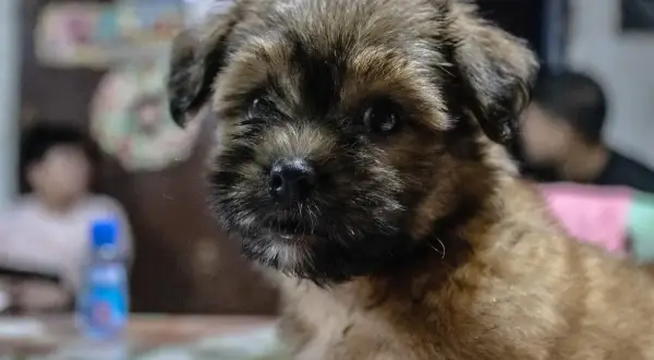 Mały piesek, może to shih tzu, patrzy zamyślony. Dlaczego shih tzu jest smutny? Może czeka na zabawę.
