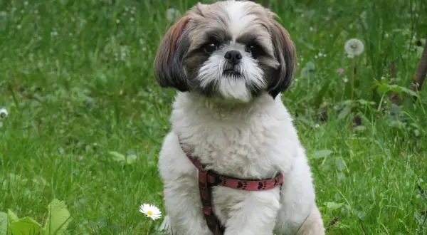 Uroczy shih tzu w szelkach siedzi na trawie. Idealny przykład do stworzenia tabeli żywienia shih tzu.