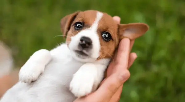 Uroczy szczeniak Jack Russell Terrier w dłoniach, idealny kandydat na imiona dla psa na A, jak Apsik czy Astro.