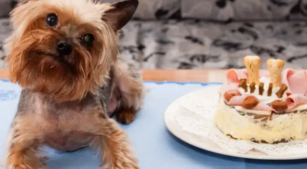 Yorkshire terrier czeka na swoje ciasteczka z wątróbki dla psa. Na talerzu tort z szynką i kośćmi.