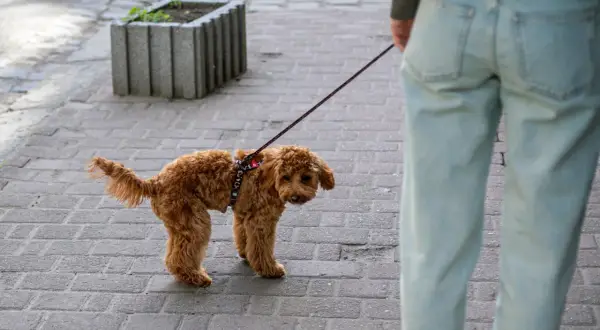Mały, kudłaty piesek na smyczy, z lekko przygnębionym wyrazem pyszczka, może sygnalizować przebodźcowanie objawy.