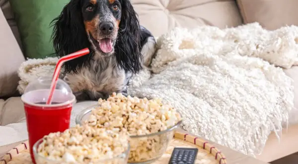 Pies na kanapie z popcornem i napojem. Czy pies może popcorn? Ten piesek wygląda, jakby chciał spróbować!