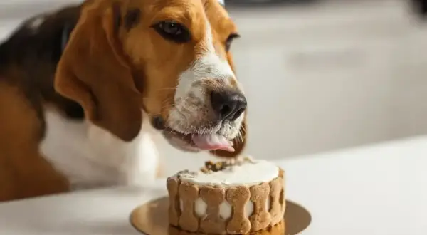 Pies w czapce urodzinowej oblizuje tort z ciastek w kształcie kości. Czy pies może jeść ciasto drożdżowe? Ten słodki łasuch na pewno by chciał!