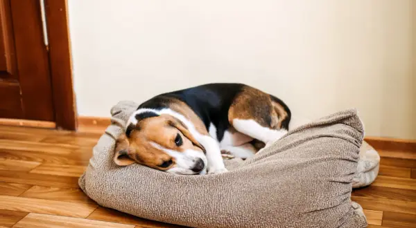 Smutny beagle leży na legowisku, zastanawiając się, czy pies może się obrazić.
