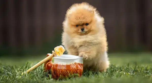 Pomeranian szczeniak ciekawie patrzy na miód w dzbanku. Czy pies może jeść miód? To pytanie nurtuje wielu właścicieli.