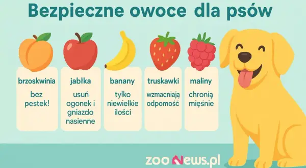 Bezpieczne owoce dla psów: brzoskwinie bez pestek, jabłka (bez gniazda), banany (w małych ilościach), truskawki i maliny.