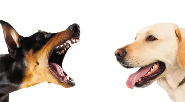 Doberman warczy, pokazując zęby, a labrador z językiem na wierzchu. Dlaczego pies szczeka na inne psy?