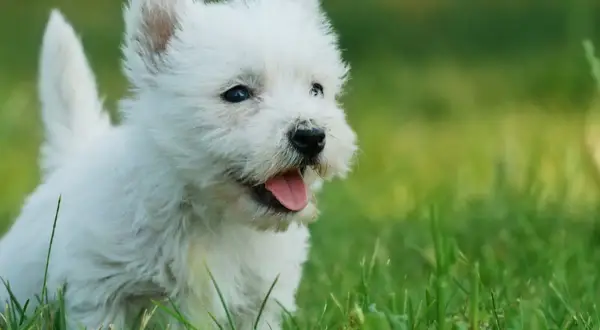 Uroczy biały szczeniak westie w trawie, idealny kandydat na imię dla białego psa.