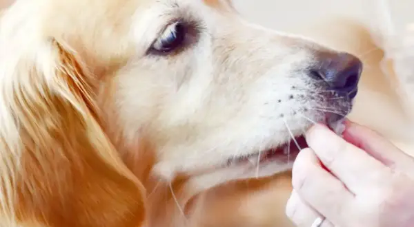 Złoty retriever dostaje smakołyk. Czy pies może jeść pasztet? To pytanie zadaje sobie wielu właścicieli.