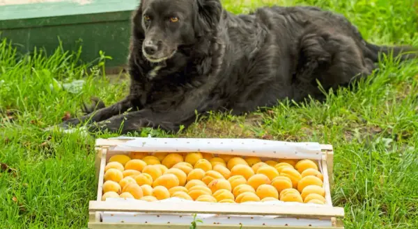 Czarny pies leży obok skrzynki pełnej moreli. Czy pies może morele? To pytanie pozostaje bez odpowiedzi, ale morele wyglądają apetycznie.