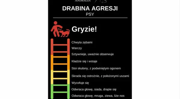 Drabina agresji u psa: od odwracania głowy po gryzienie. Wizualizacja postępujących zachowań.