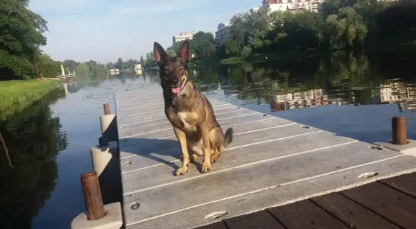 Pies siedzi na pomoście nad wodą, jego reaktywność widać w czujnym spojrzeniu.