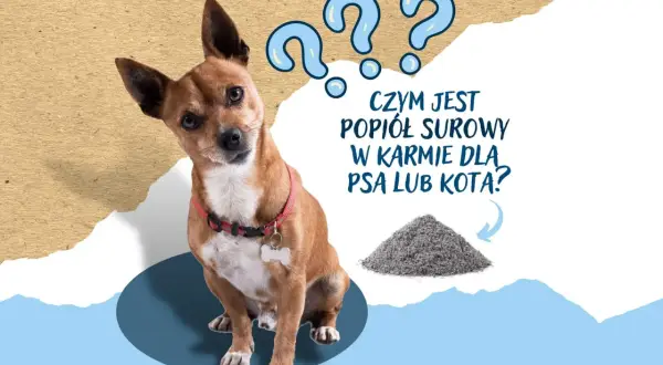 Zdezorientowany piesek patrzy na stertę popiołu surowego, zastanawiając się, czym jest w karmie dla zwierząt.