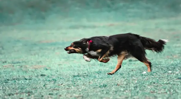 Pies w szaleńczym pędzie, doświadczający **zoomies u psa**. Jego sierść faluje, a oczy błyszczą radością biegu po zielonej trawie.