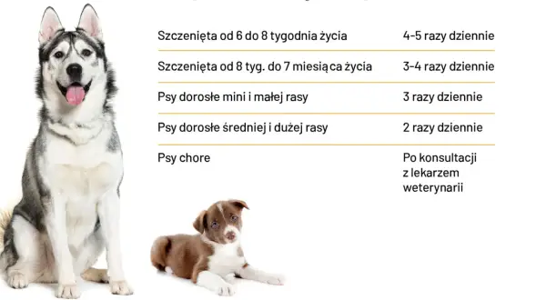 Ile razy dziennie powinien jeść pies? Tabela podpowiada: szczenięta 4-5 razy, dorosłe 2-3 razy, chore po konsultacji z weterynarzem.