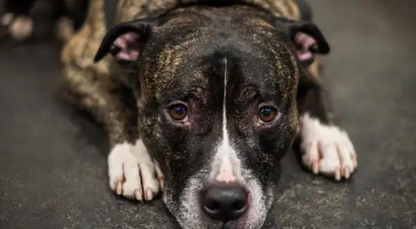 Smutny amstaff leży na podłodze. Czy amstaff jest niebezpieczny? Jego oczy mówią "nie".