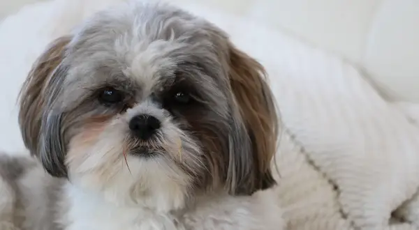 Słodki piesek Shih Tzu z zaciekawieniem patrzy w obiektyw. Zastanawiasz się, czy pies może jeść cytrynę? Lepiej nie ryzykować!
