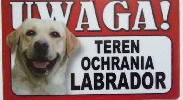 Tabliczka z napisem "UWAGA! TEREN OCHRANIA LABRADOR" i zdjęciem uśmiechniętego labradora.