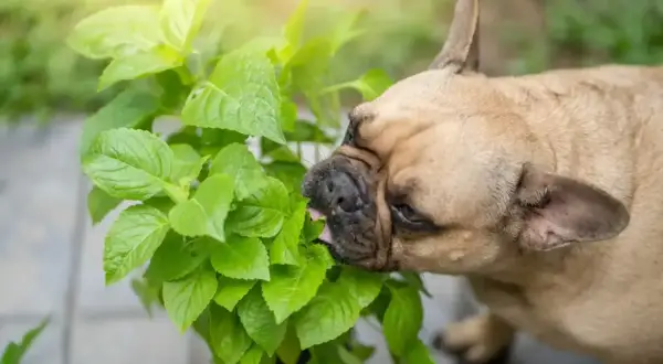 Buldog francuski próbuje zjeść zielone liście. Zastanawiasz się, jakie przyprawy dla psa są bezpieczne?